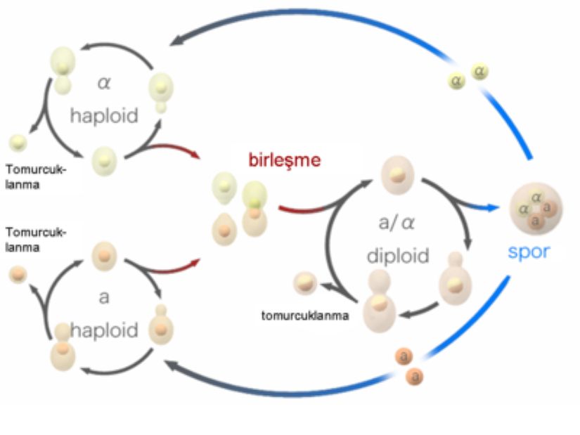 Saccharomyces cerevisae'nın Yaşam Döngüsü