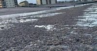 Thousands of dead starfish wash up on popular Scots beach as locals left stunned