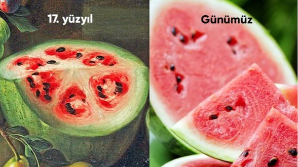 yapay seçilimle oluşturulmuş eski ve yeni karpuz.