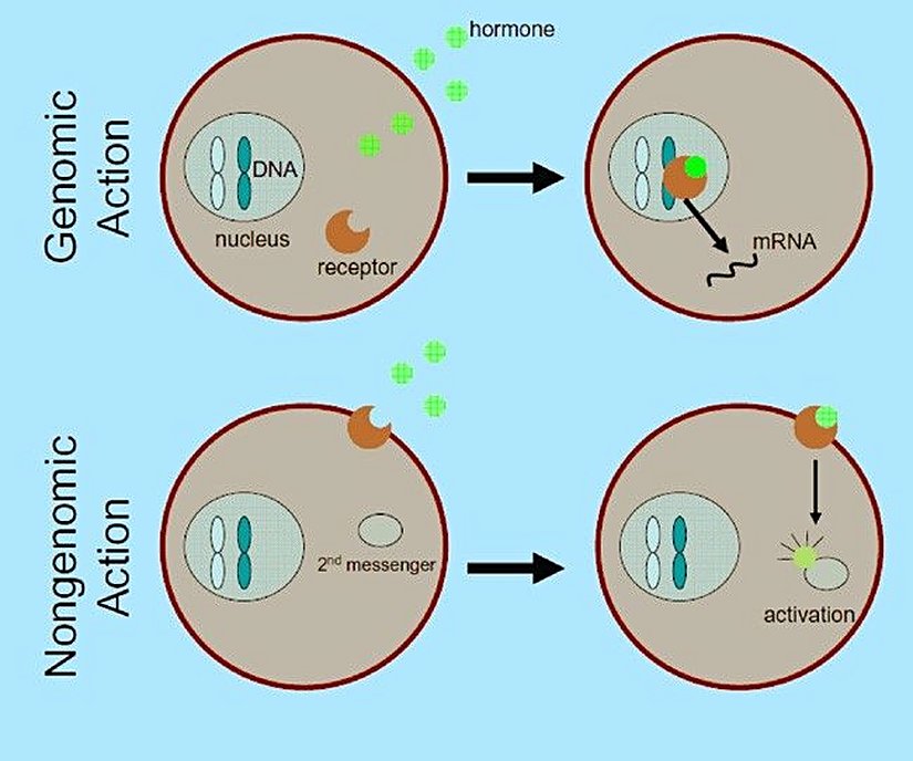 Genomik ve genomik olmayan steroid hormonların faaliyeti (2010 Nature Education)