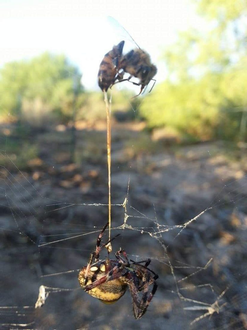 Bal arısı tarafından sokulan bir örümcek...