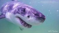 Great white sharks head north, following seals and alarming beachgoers
