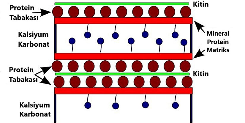 Eklembacaklılardaki sert kitin yapısını oluşturan katmanların gösterimi.