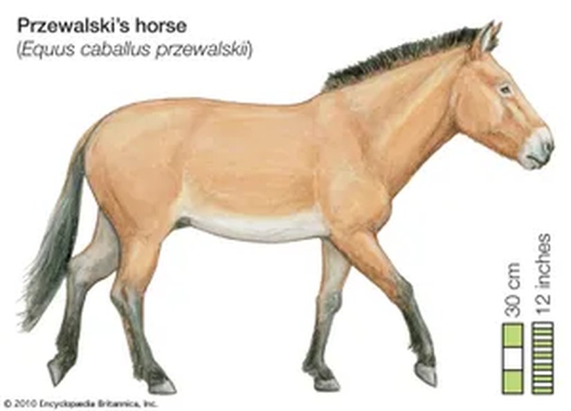 Przewalski'nin Atları