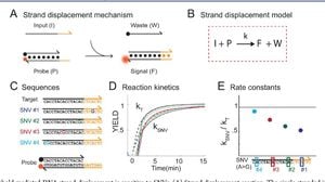 Yeast Mitochondrial DNA Polymerase Unveils Mechanism For Strand Displacement