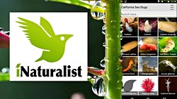 Ekosistemin Sosyal Platformu: iNaturalist