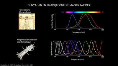 Görme Yetimizi Anlamsız Kılan Hayvan: Mantis Karidesi