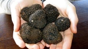 Nero Norcia Truffle Festival Celebrates Local Recovery