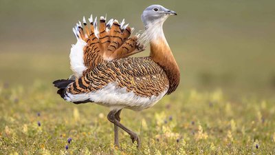 Fas'taki Eski Mezarlıklarda Toy Kuşları Cenaze Ritüellerinin Parçasıydı!