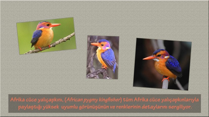 Afrika cüce yalıçapkını