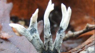 Tütsü kandili mantarı (Xylaria hypoxylon)