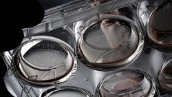 İnsan Beyni ile Çalışan Bilgisayarlar Geleceğin Yolu Olabilir