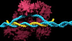 CRISPR-Cas9: Nedir? Son Gelişmeler Neler? Bu Teknoloji Bize Ne Gibi Faydalar Sağlayacak?