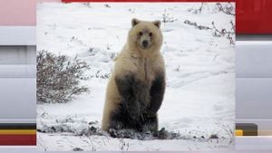 Polar Bear Attack Claims Life At Arctic Radar Station