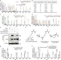 Genetically encoding ε-N-methacryllysine into proteins in live cells - Nature Communications