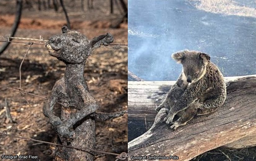 Yangından kaçmaya çalışırken dikenli tellere takıldığı için yanan bir yavru kanguru ve alevler nedeniyle devrilen bir ağaçtan kurtarılan koala.