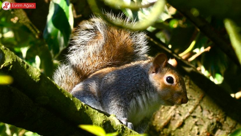 İngiltere'nin Derby şehrinde gözlemlediğimiz bir başka birey.
