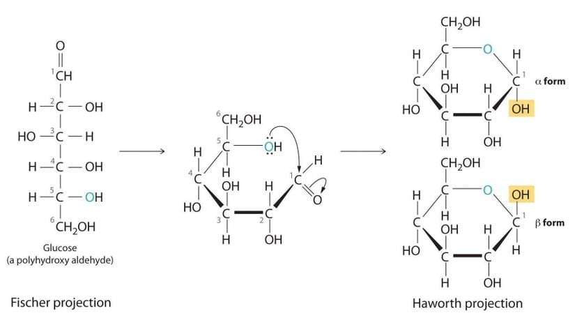 Fischer ve Hawort Projeksiyonları