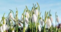 When is the start of Spring in the UK? All to know about the Spring Equinox