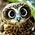 Curious Owl