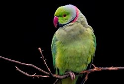 Tarih Öncesi Muhabbet Kuşları 2,5 Milyon Yıl Önce İnsanlığın Beşiği'nde Yaşadı!