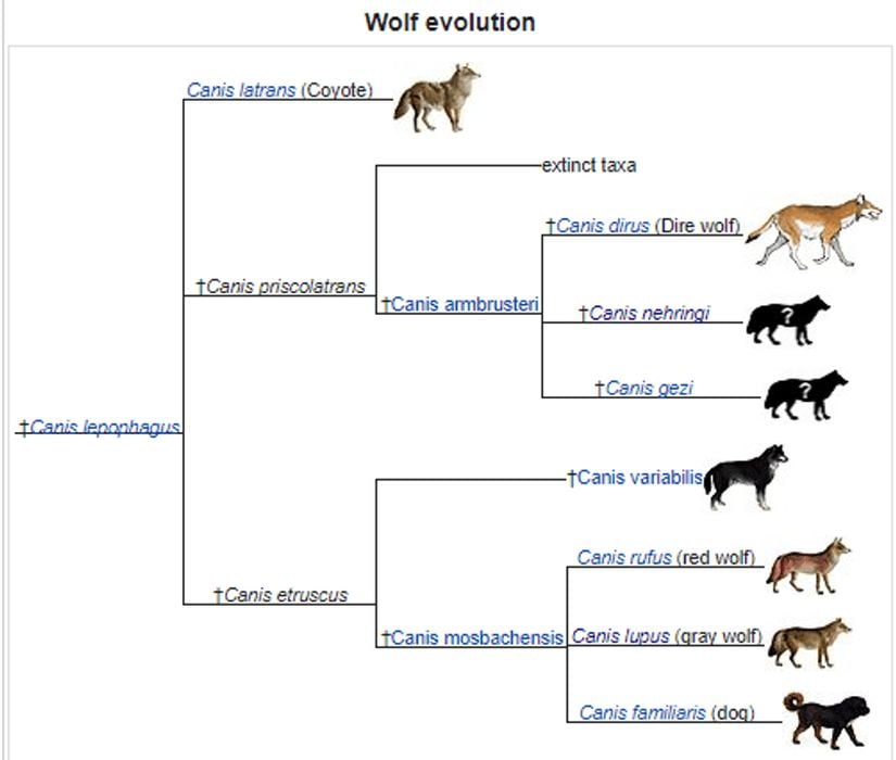 Kurtların evrimleşme süreci için 2003'de önerilen taksonomik dallanma. Canis lupus; bozkurt, Canis rufus; kızıl kurt, Canis familiaris; köpek.