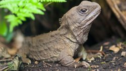 DİNOZORLARIN ÇAĞINDAN GÜNÜMÜZE KALAN EVRİMSEL BİR HATIRA!