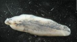 Fasciola hapetica nasıl otcul hayvanların organizmalarına dahil ola biliyor?