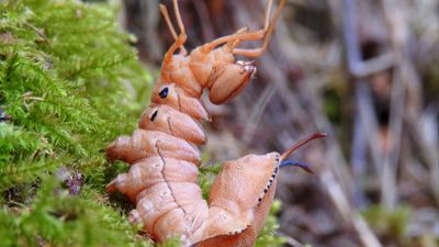 Istakoz güvesi (Stauropus fagi)