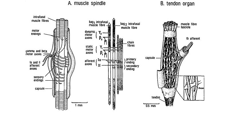 Kas iğciği (A) ve Golgi tendon organı (B)