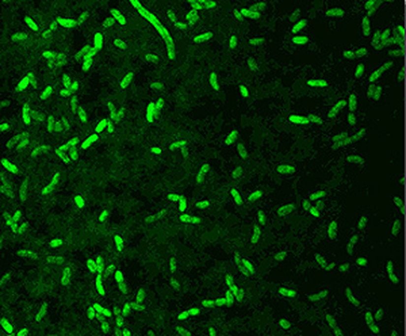 Vibrio fischeri bakterisinin görseli