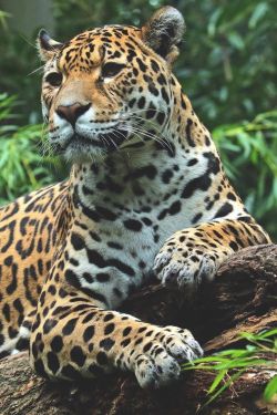 Neden jaguar, çita, kaplan, leopar gibi yırtıcıların çizgi ya da benekleri var?