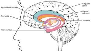 New Study Reveals How Brain Codes Visual Objects And Memory