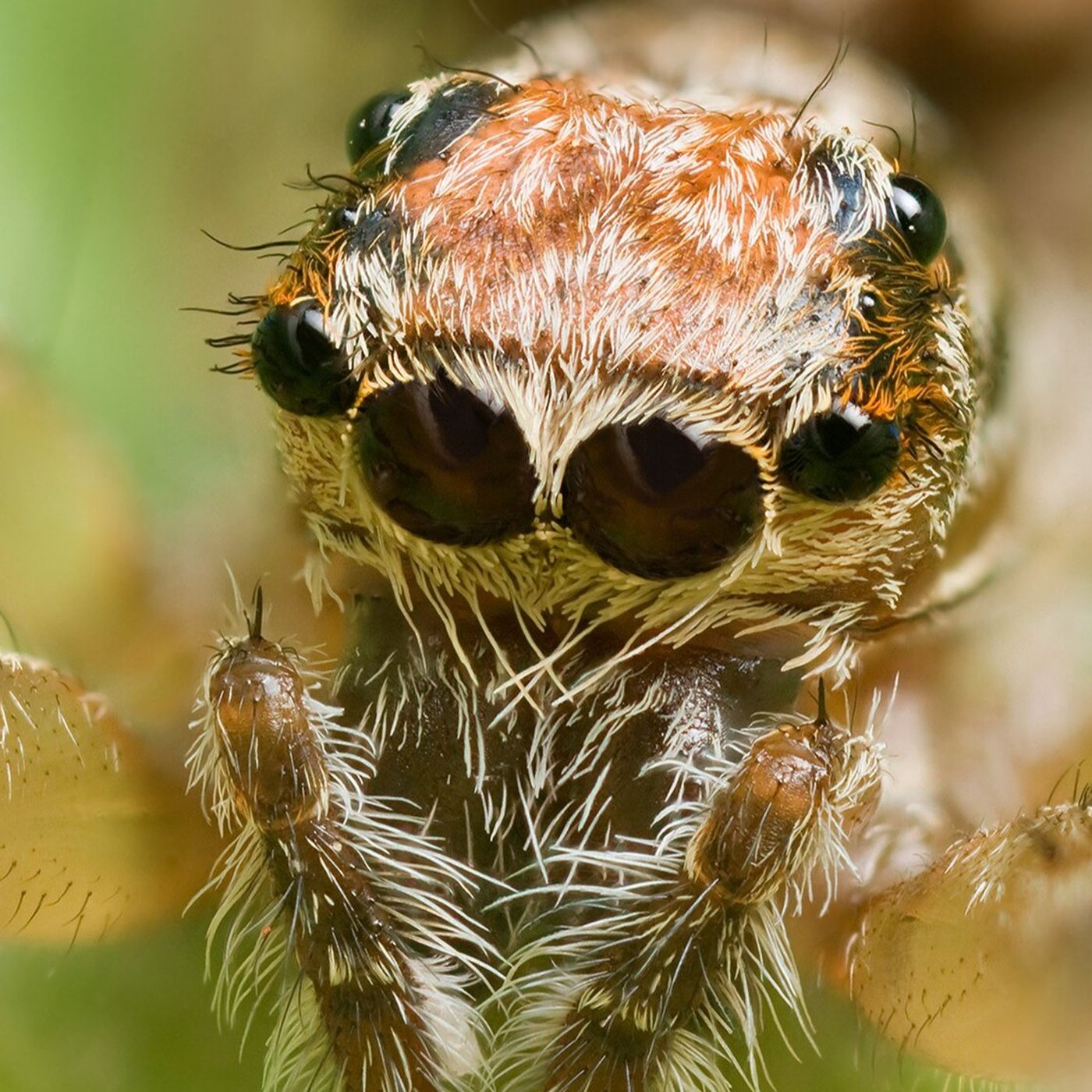 Uyurken Örümcek Yutuyor Olabilir misiniz, Yoksa Bu Sadece Bir Kuruntu mu?