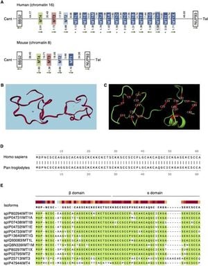 New Study Reveals Tumor-Suppressing Power Of MT1H In Gastric Cancer