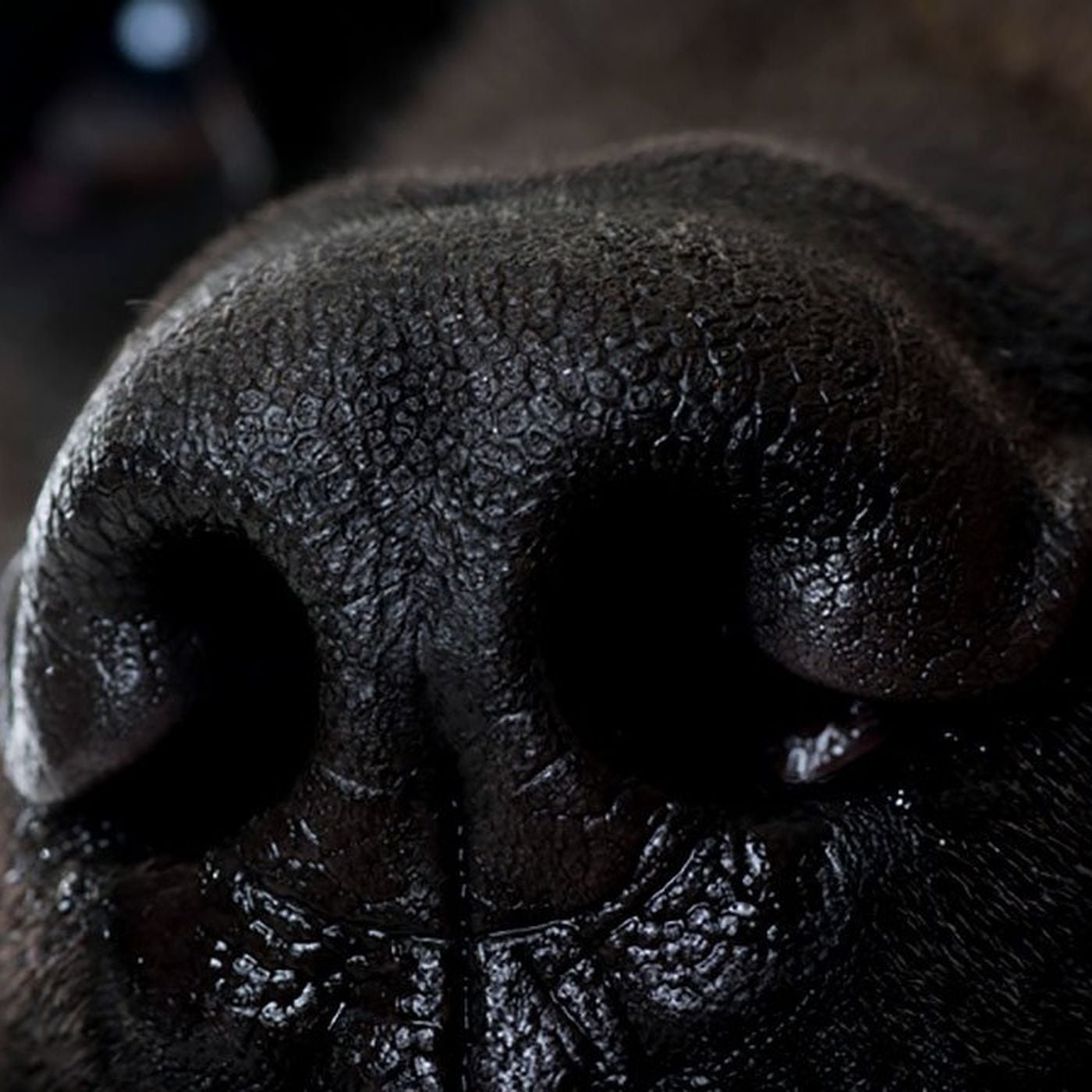 Köpekler Kokladıklarını Şeyin Ne Olduğunu "Biliyorlar" mı?