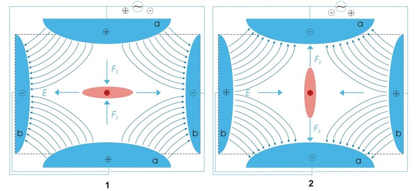 Paul Tuzağı Düzeni
