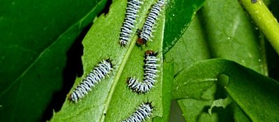 İmparator Tırtılı ve Şaşırtma Taktiği