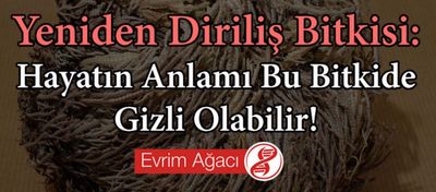 Yeniden Diriliş Bitkisi: Hayatın Anlamı Bu Bitkide Gizli Olabilir!