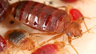 Tahtakuruları Şehirlere Dadanan İlk Haşereler Olabilir!