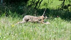 Tavşanımsılar (Lagomorpha)