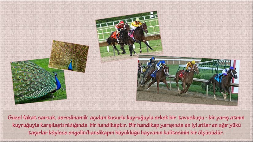 Handikap ilkesi için iki örnek - tavuskuşu ve yarış atı