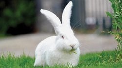 Baskın olan gri tavşanla albino tavşan çiftleşmesinden, yavru bir albino tavşan elde etmemiz mümkün mü?