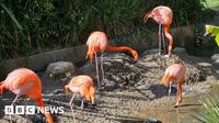 Flamingo 'on the run' from wildlife sanctuary - BBC News