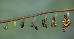 tırtıl beslemek istiyorum ama nasıl bulucam?