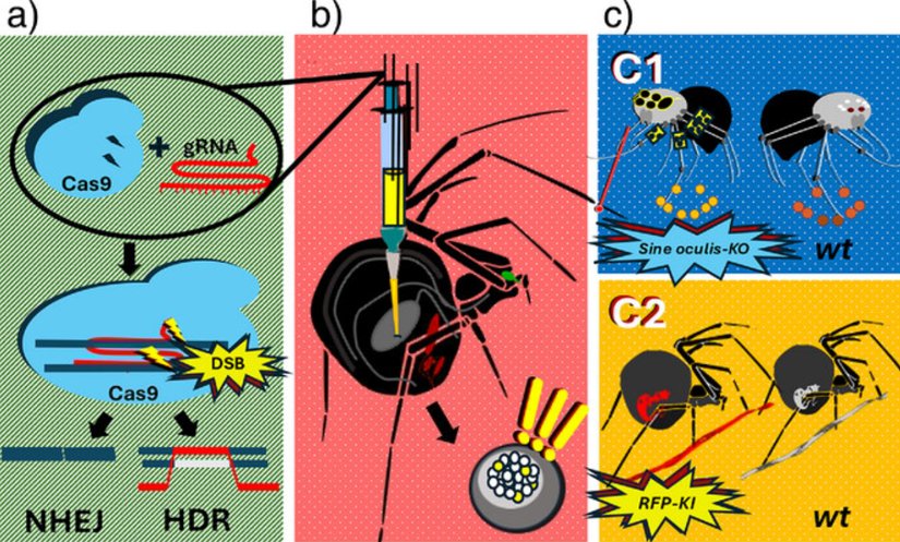 a) CRISPR gen düzenleme bileşenleri b) örümceklere enjekte edildi ve enjekte edilen bileşenler sayesinde yumurta hücrelerindeki genler düzenlendi c) genetiği değiştirilmiş yavru örümceklerin oluşmasına yol açtı.