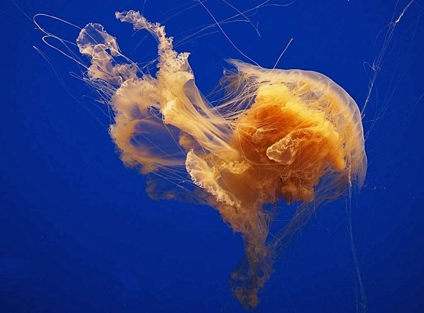 Lion’s Mane Jellyfish