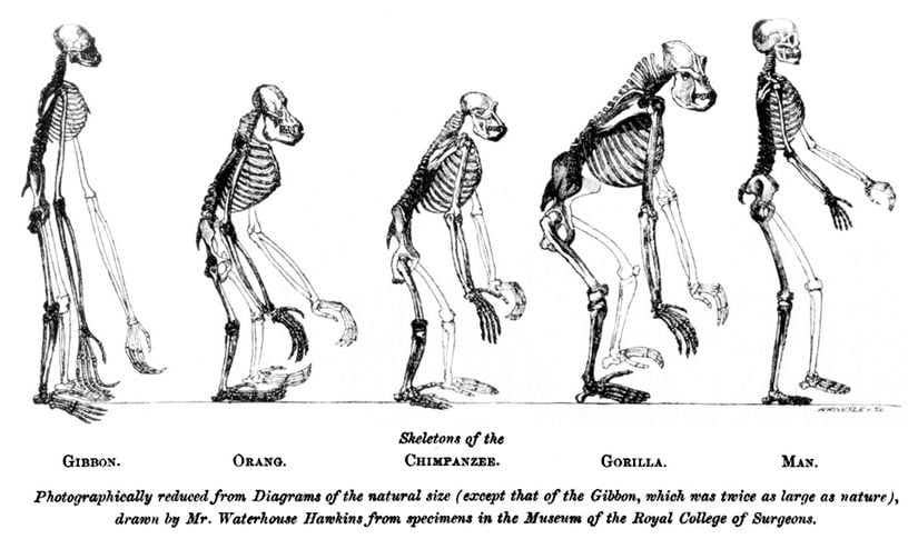 Thomas Henry Huxley'nin Evidence as to Man's Place in Nature (1863) kitabından bir çizim