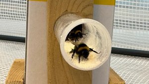 Bombus Arıları Kiraz Ağaçlarını Bakteriyel Hastalıklardan Koruyabilir mi?
