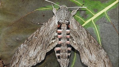 Sarmaşık atmaca güvesi (Agrius convolvuli)